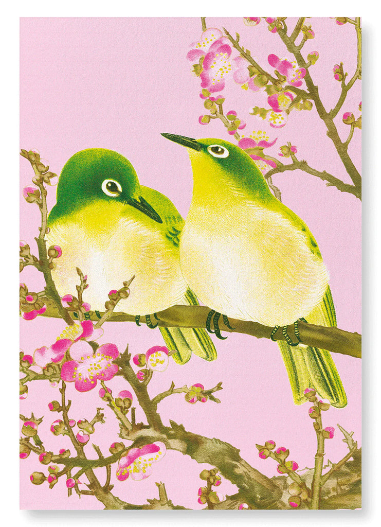 Warbling White Eye with Plum Blossoms