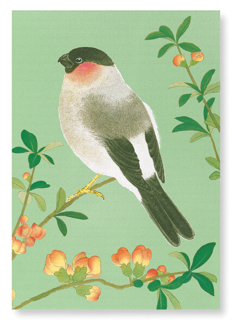 Eurasian Bullfinch with Chinese Quince print